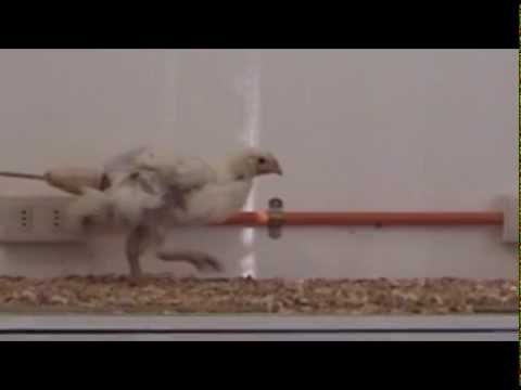 Outside the Box Thinking: Articulating Dinosaur Tail Prosthetics for Chickens