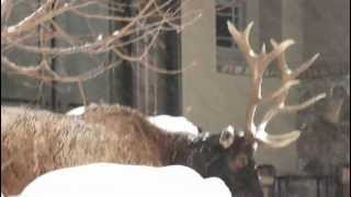 preview picture of video 'Elk in the Snow - Alpine, UT'