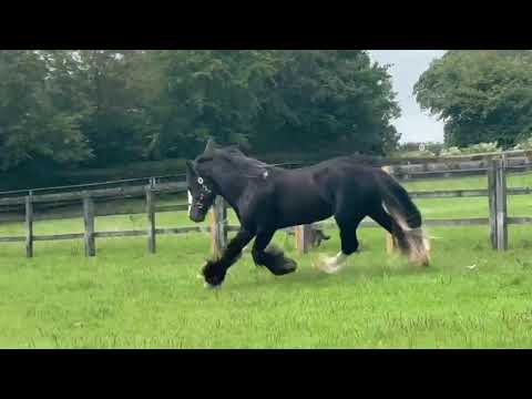 Horse - Image 2