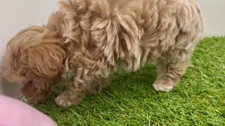 ハーフ犬の動画01