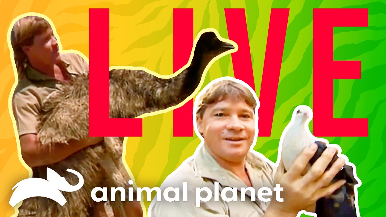 🔴 WATCH NOW: Steve vs. Birds & Beasts! 🐦 The Crocodile Hunter | Animal Planet
