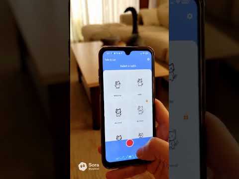 Talk to Cat