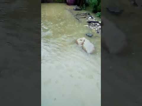 Com Bengesti Ciocadia, Sat Balcesti, Peticei langa raul Galben