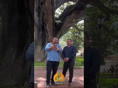 🌳✨ El Palmar tiene una ceiba que impresiona y una tradición que reúne a todo un pueblo.