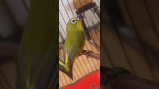 Download lagu pleci tembakan wit wit kenari cocok buat masteran#plecimania mp3 Download lagu pleci tembakan wit wit kenari cocok buat masteran#plecimania mp3