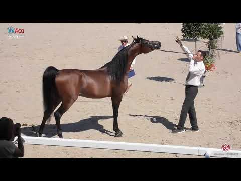 N.36 ACHILLES DOMITIA - 2020 Vichy - Championnat de France du Cheval Arabe - 3 Years Old Colts