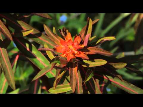 Blüten aus meinem Garten