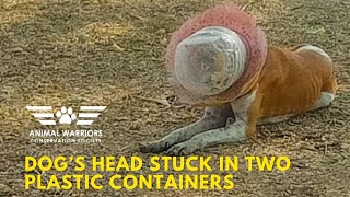 Dramatic Double Rescue: Saving a Dog Trapped Twice in Plastic Containers - AWCS | Dog rescue centre