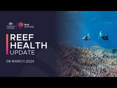 The Great Barrier Reef’s latest bout of bleaching is the fifth in eight summers – the corals now have almost no reprieve