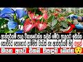 ලෙඩ නැතුව ගහ පිරෙන්න ඇන්තුරියම් මල් ග�