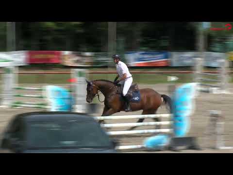 5 jährig Colin Mackenzie von Cash and Carry x Lordanos x Calido