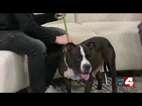 Meet Angeline, our Pet of the Week - YouTube