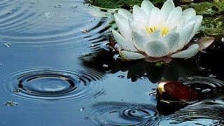 FOTO - POESIE Magic of See Roses