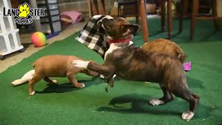 Handsome Boxer Puppies