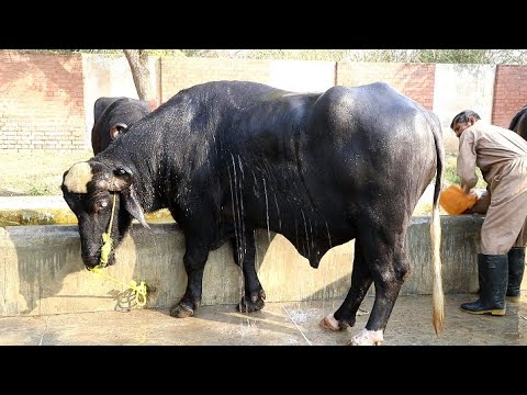 Semen Production Unit Qadirabad Sahiwal Nili Ravi Buffalo Bulls  SPU Qadirabad Part 2