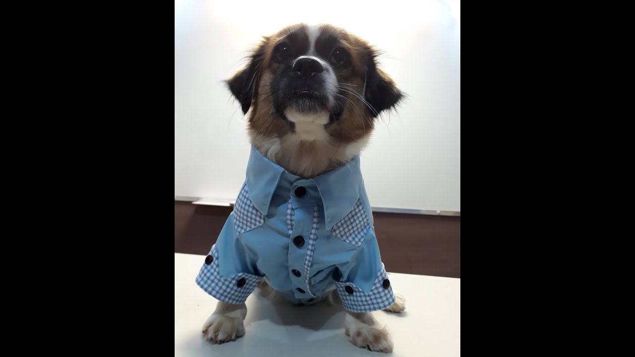 Watch Now Como fazer camisa para cachorro Como fazer camisa para cachorro