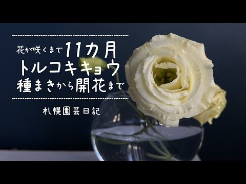 園芸 トルコヒルガオ