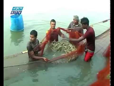 সাতক্ষীরা-খুলনা ও বাগেরহাটে চিংড়ি চাষে আগ্রহ বেড়েছে