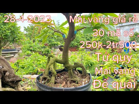 28-4-2023-mai vàng giá rẻ ❤️ hết hàng❤️ báo giá 30 mã số-siêu bông Sài Gòn-thọ hương-mai tứ quý ghép