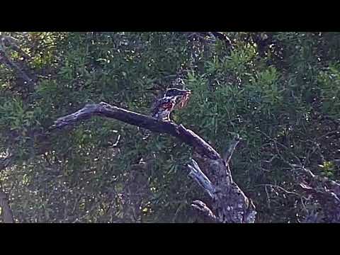 Djuma: Giant Kingfisher with a Frog catch - 07:29 - 03/22/20