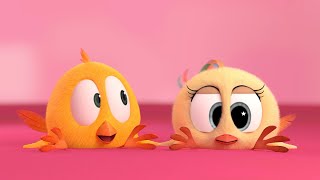 Firm favorite | Where's Chicky? | Cartoon Collection in English for Kids | New episodes