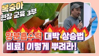 복숭아 현장교육 3부! 양분 흡수력 대박 상승 시키는 방법은? | 농사 100단