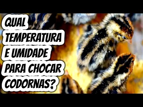 What is the ideal temperature for hatching quail eggs in the incubator? What is the humidity leve...