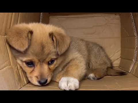 Cute Dog 🐶♥️🥹