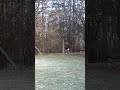 frightened young doe leaves the yard with graceful gait #deer #animalshorts #animals #deervader