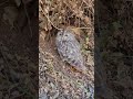The Owl Tired And Lonely