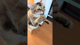 ストローが許せないやつら #shorts