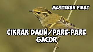 Download lagu cikrak Daun pare pare gacor suara sedap masteran pikat burung ampuh gas Teros mp3