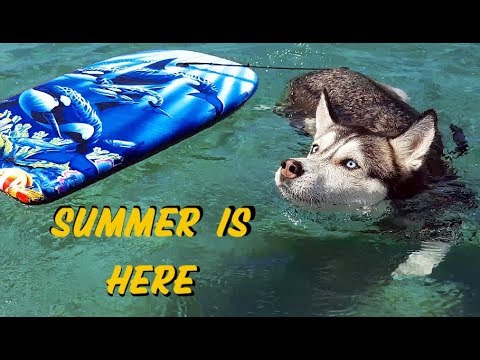 Mirca the Husky is ready for the summer!