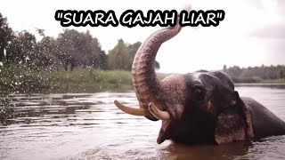 Download lagu 'SUARA GAJAH LIAR' | Background Videos | FREE STOCK FOOTAGE | Sound Effects mp3