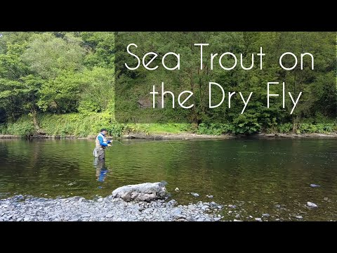 Sea trout on the dry fly #dryfly #seatroutfishing #seatrout #trout #sewen #flyfishing