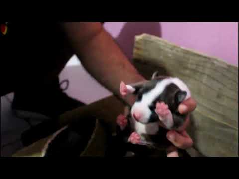 download lagu mp3 mp4 Pet Milk, download lagu Pet Milk gratis, unduh video klip Pet Milk