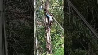 Download lagu koe tak sayang sayang story lucu. #story #storywa #lucungakak.😝 mp3 Download lagu koe tak sayang sayang story lucu. #story #storywa #lucungakak.😝 mp3