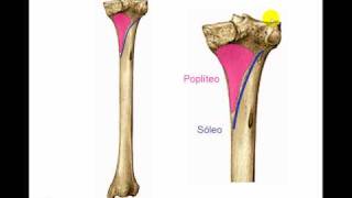 Osteología de miembro inferior 7