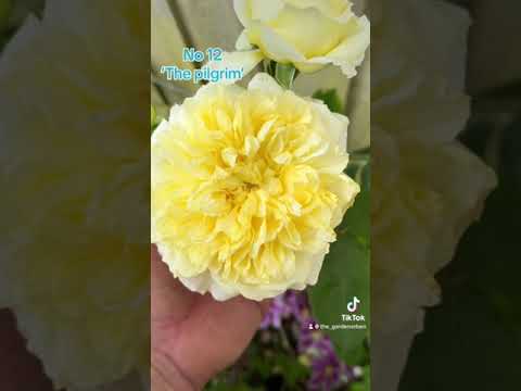 My all new top 20 most recommended climbing and rambling rose collection #gardenerben