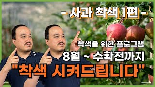 사과 착색제, 호르몬제 쓰지마세요! 빨간사과가 만들어지는 원리 공개합니다.  | 사과 착색의 모든것 1편 |…