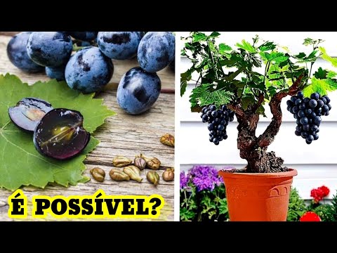 , title : 'Antes de plantar uva por semente veja este vídeo'