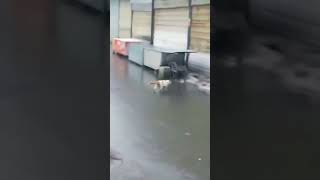 屋根から滑り落ちる猫