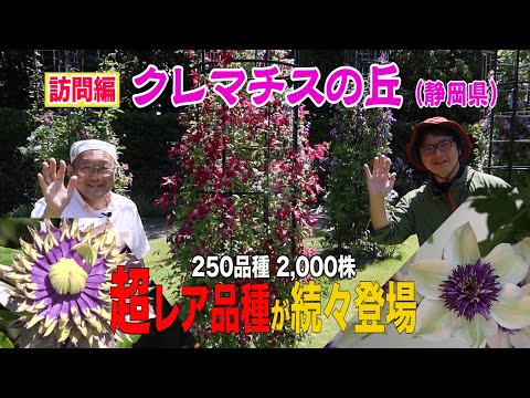 園芸 大きな花びらのクレマチス