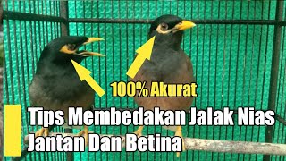 Download lagu PEMULA WAJIB TAU !!! CARA MEMBEDAKAN JALAK NIAS JANTAN DAN BETINA mp3
