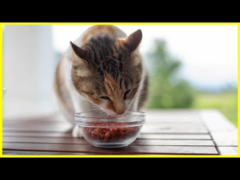 Welches Katzenfutter für meine Katze? ✅