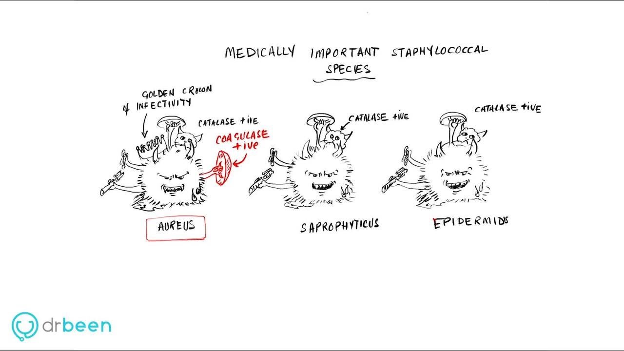 Staphylococci properties, diseases, diagnosis, and management approach - YouTube
