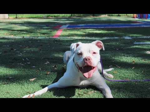 Purple Pups ATL video.