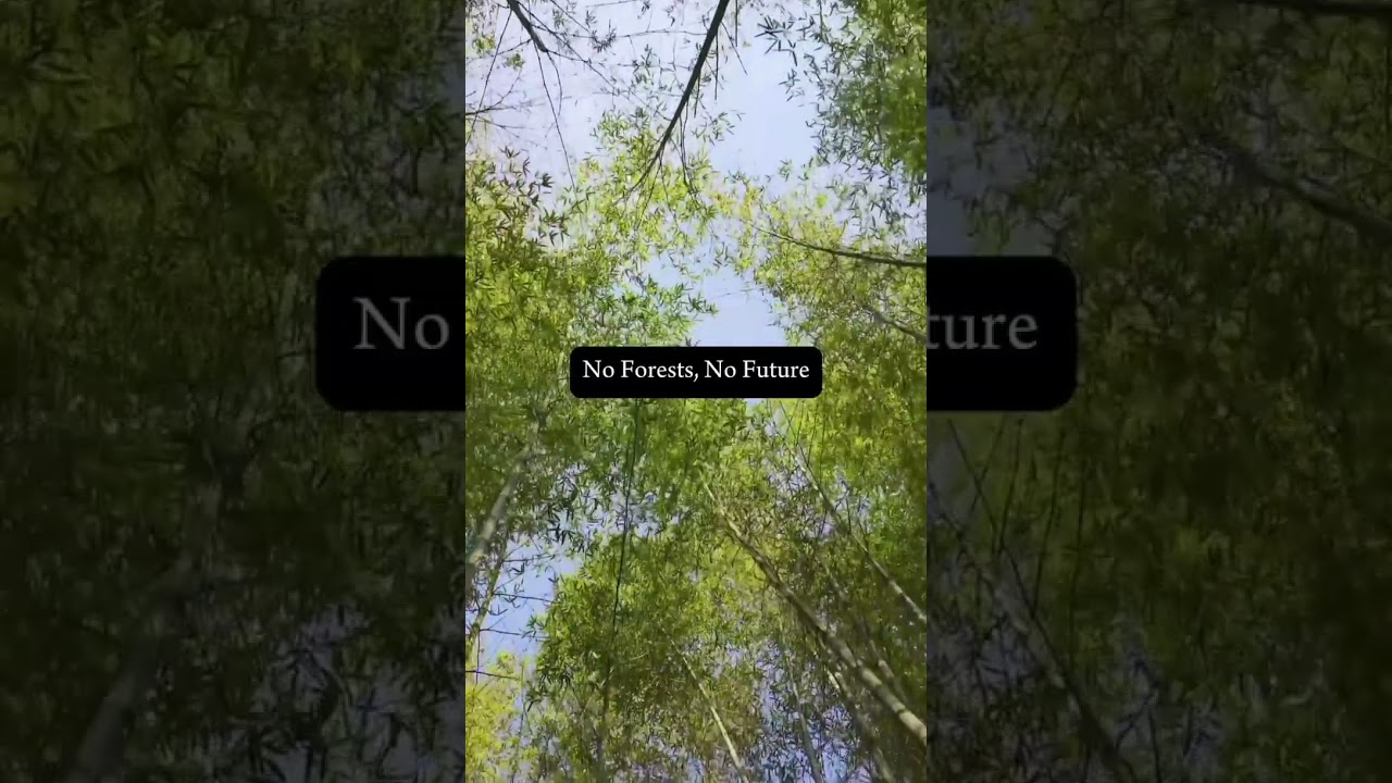 No Forests, No Future