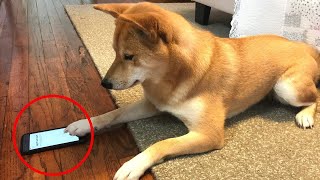 Can Dog Finger(Paw)Prints Unlock the iPhone?