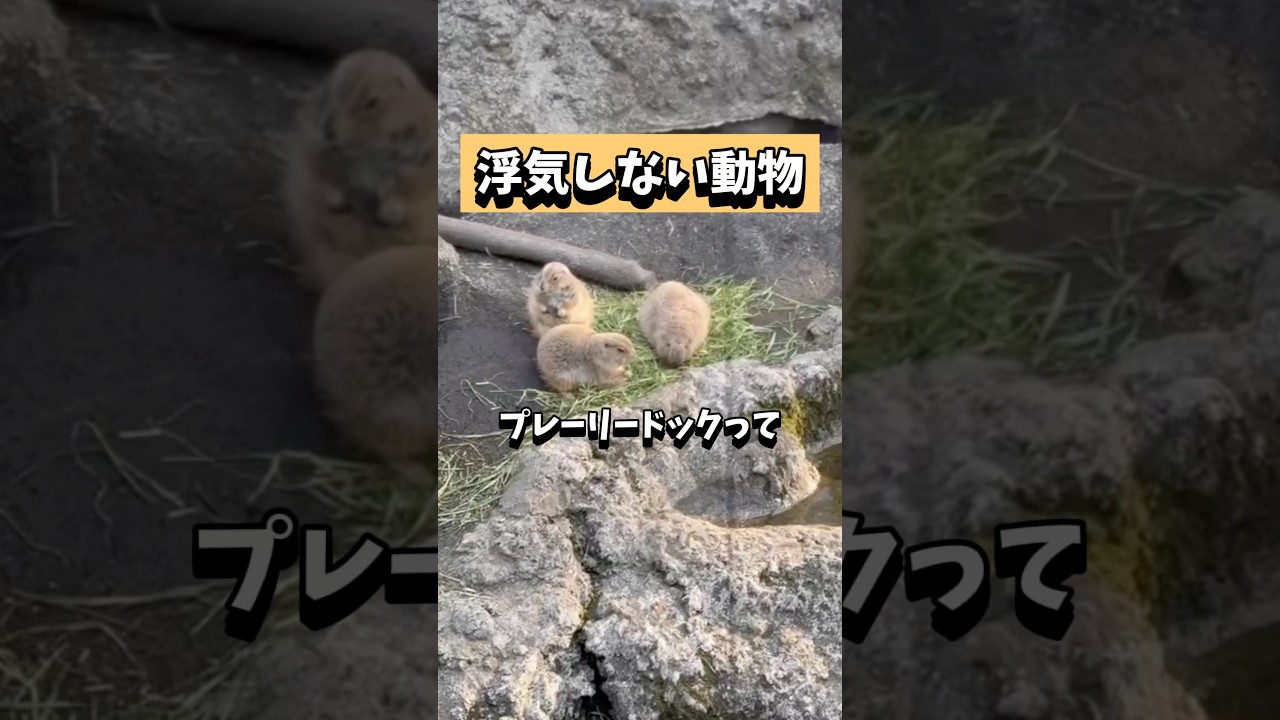 浮気しない動物っているの？　#浮気　#雑学 #心理学 #雑学